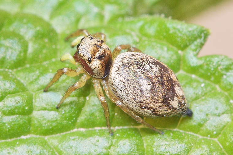 Heliophanus tribulosus